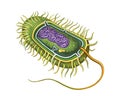 bacterial cell structure