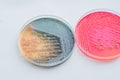 Bacterial colonies culture on selective agar media XLT Agar (Xy Royalty Free Stock Photo