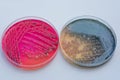 Bacterial colonies culture on selective agar media XLT Agar (Xy Royalty Free Stock Photo