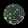 Bacterial colonies on a petri dish isolated on black background