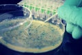 Bacterial colony