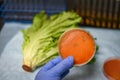 Bacterial contamination by E coli or Listeria isolated from romaine lettuce