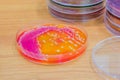 Bacterial culture growth on agar plate. Royalty Free Stock Photo