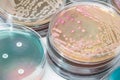 Bacterial culture growth on MacConkey agar. Royalty Free Stock Photo