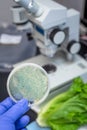 Bacterial culture plate holding in hand with Fresh Romaine lettuce and microscope at the back ground Royalty Free Stock Photo