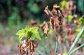 Bacterial diseases of currant bushes appear in the form of lesions or drying of green leaf