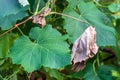 Bacterial diseases of grapes appear as lesions or drying of green leav