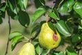 Bacterial diseases of the pear tree manifest as lesions or rotting of green fruit