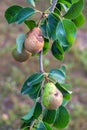 Bacterial diseases of the pear tree manifest as lesions or rotting of green fruit