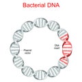 Bacterial DNA. plasmid Royalty Free Stock Photo