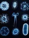 Bacterial evolution observed through a sequence illustrating diverse microbial forms and structures across different