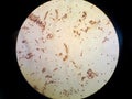 Bacterial flagellum e.coli Royalty Free Stock Photo