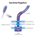 Bacterial flagellum Royalty Free Stock Photo