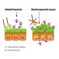 Bacterial interaction with respiratory mucus, medical illustration