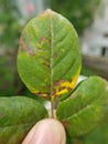 Bacterial leaf spot disease on rose