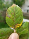 Bacterial leaf spot disease on rose