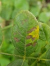 Bacterial leaf spot disease on rose