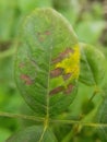 Bacterial leaf spot disease on rose