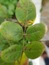 Bacterial leaf spot disease on rose