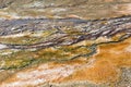 Bacterial mats from thermophilic organisms, Yellowstone National Park, Wyoming Royalty Free Stock Photo