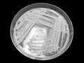 Bacterial pathogen colony on an agar streak plate Royalty Free Stock Photo