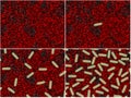 Bacterial stages