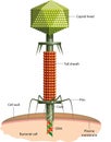 Bacteriophage
