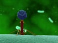 Bacteriophage