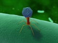 Bacteriophage