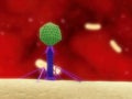 Bacteriophage