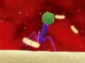 Bacteriophage