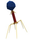 Bacteriophage