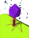 Bacteriophage Royalty Free Stock Photo