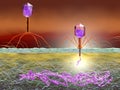 Bacteriophage attacking E. coli bacteria and injecting DNA. Medically accurate 3D illustration