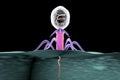 Bacteriophage infecting bacterium