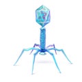 Bacteriophage model. Beneficial virus.