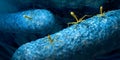 Bacteriophage or phage virus attacking and infecting a bacteria