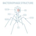 Bacteriophage Structure Isolated on White background