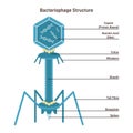 Bacteriophage structure. Microscopic model of virus infecting a bacterial