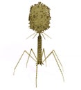 Bacteriophage Virus Royalty Free Stock Photo