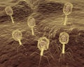 Bacteriophage Viruses Attacks Bacteria Royalty Free Stock Photo