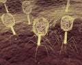 Bacteriophage Viruses Up-Close Royalty Free Stock Photo