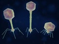 Bacteriophages: T4, T5 and T7