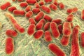 Bacterium Acinetobacter baumannii Royalty Free Stock Photo