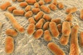 Bacterium Acinetobacter baumannii Royalty Free Stock Photo