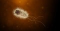 Bacterium on a dark orange blurred background