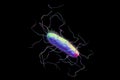 Bacterium with pilli and flagella Royalty Free Stock Photo