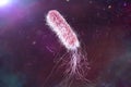 Bacterium Pseudomonas aeruginosa Royalty Free Stock Photo