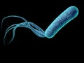 Bacterium Pseudomonas aeruginosa Royalty Free Stock Photo