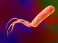 Bacterium Pseudomonas aeruginosa Royalty Free Stock Photo